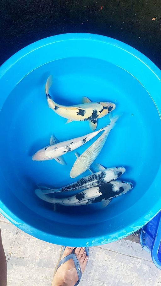 Lelang Koi Online, Jual Beli Ikan Koi, Pusat Jual Beli Koi, Info Lelang Koi Hari Ini, Platform Jual Beli Koi, Jual Beli Ikan Koi Online, Marketplace Ikan Koi, Jual Koi Terbaik, Tempat Beli Koi Berkualitas, Pasar Ikan Koi Online Terpercaya, Penjual Ikan Koi Terpercaya, Beli Koi Hias Online, Ikan Koi untuk Dijual, Koi Kualitas Terbaik, Toko Online Ikan Koi, Koi Hias Untuk Dijual, Jual Beli Ikan Koi Lokal, Koi Indonesia Online, Pusat Jual Beli Koi Terbesar