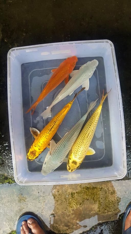 Lelang Koi Online, Jual Beli Ikan Koi, Pusat Jual Beli Koi, Info Lelang Koi Hari Ini, Platform Jual Beli Koi, Jual Beli Ikan Koi Online, Marketplace Ikan Koi, Jual Koi Terbaik, Tempat Beli Koi Berkualitas, Pasar Ikan Koi Online Terpercaya, Penjual Ikan Koi Terpercaya, Beli Koi Hias Online, Ikan Koi untuk Dijual, Koi Kualitas Terbaik, Toko Online Ikan Koi, Koi Hias Untuk Dijual, Jual Beli Ikan Koi Lokal, Koi Indonesia Online, Pusat Jual Beli Koi Terbesar