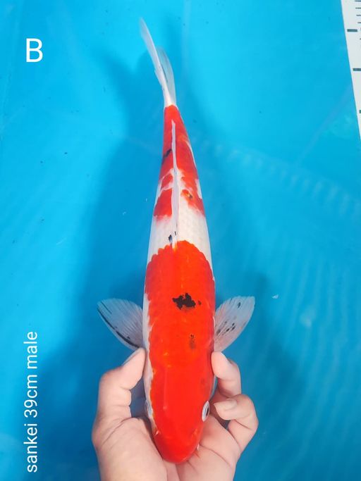 Lelang Koi Online, Jual Beli Ikan Koi, Pusat Jual Beli Koi, Info Lelang Koi Hari Ini, Platform Jual Beli Koi, Jual Beli Ikan Koi Online, Marketplace Ikan Koi, Jual Koi Terbaik, Tempat Beli Koi Berkualitas, Pasar Ikan Koi Online Terpercaya, Penjual Ikan Koi Terpercaya, Beli Koi Hias Online, Ikan Koi untuk Dijual, Koi Kualitas Terbaik, Toko Online Ikan Koi, Koi Hias Untuk Dijual, Jual Beli Ikan Koi Lokal, Koi Indonesia Online, Pusat Jual Beli Koi Terbesar