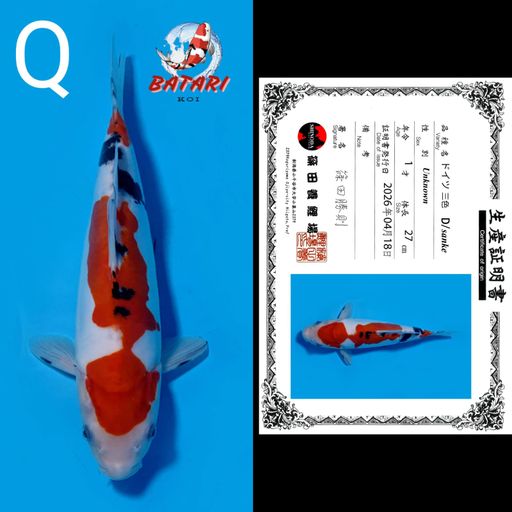 Lelang Koi Online, Jual Beli Ikan Koi, Pusat Jual Beli Koi, Info Lelang Koi Hari Ini, Platform Jual Beli Koi, Jual Beli Ikan Koi Online, Marketplace Ikan Koi, Jual Koi Terbaik, Tempat Beli Koi Berkualitas, Pasar Ikan Koi Online Terpercaya, Penjual Ikan Koi Terpercaya, Beli Koi Hias Online, Ikan Koi untuk Dijual, Koi Kualitas Terbaik, Toko Online Ikan Koi, Koi Hias Untuk Dijual, Jual Beli Ikan Koi Lokal, Koi Indonesia Online, Pusat Jual Beli Koi Terbesar