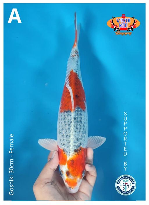 Lelang Koi Online, Jual Beli Ikan Koi, Pusat Jual Beli Koi, Info Lelang Koi Hari Ini, Platform Jual Beli Koi, Jual Beli Ikan Koi Online, Marketplace Ikan Koi, Jual Koi Terbaik, Tempat Beli Koi Berkualitas, Pasar Ikan Koi Online Terpercaya, Penjual Ikan Koi Terpercaya, Beli Koi Hias Online, Ikan Koi untuk Dijual, Koi Kualitas Terbaik, Toko Online Ikan Koi, Koi Hias Untuk Dijual, Jual Beli Ikan Koi Lokal, Koi Indonesia Online, Pusat Jual Beli Koi Terbesar