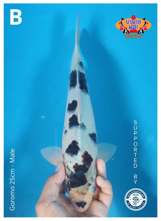 Lelang Koi Online, Jual Beli Ikan Koi, Pusat Jual Beli Koi, Info Lelang Koi Hari Ini, Platform Jual Beli Koi, Jual Beli Ikan Koi Online, Marketplace Ikan Koi, Jual Koi Terbaik, Tempat Beli Koi Berkualitas, Pasar Ikan Koi Online Terpercaya, Penjual Ikan Koi Terpercaya, Beli Koi Hias Online, Ikan Koi untuk Dijual, Koi Kualitas Terbaik, Toko Online Ikan Koi, Koi Hias Untuk Dijual, Jual Beli Ikan Koi Lokal, Koi Indonesia Online, Pusat Jual Beli Koi Terbesar