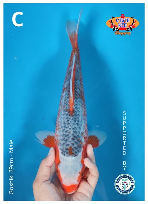 Lelang Koi Online, Jual Beli Ikan Koi, Pusat Jual Beli Koi, Info Lelang Koi Hari Ini, Platform Jual Beli Koi, Jual Beli Ikan Koi Online, Marketplace Ikan Koi, Jual Koi Terbaik, Tempat Beli Koi Berkualitas, Pasar Ikan Koi Online Terpercaya, Penjual Ikan Koi Terpercaya, Beli Koi Hias Online, Ikan Koi untuk Dijual, Koi Kualitas Terbaik, Toko Online Ikan Koi, Koi Hias Untuk Dijual, Jual Beli Ikan Koi Lokal, Koi Indonesia Online, Pusat Jual Beli Koi Terbesar