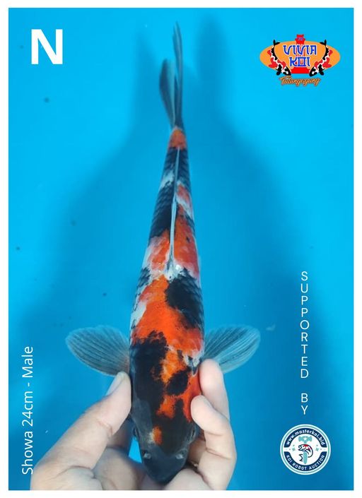 Lelang Koi Online, Jual Beli Ikan Koi, Pusat Jual Beli Koi, Info Lelang Koi Hari Ini, Platform Jual Beli Koi, Jual Beli Ikan Koi Online, Marketplace Ikan Koi, Jual Koi Terbaik, Tempat Beli Koi Berkualitas, Pasar Ikan Koi Online Terpercaya, Penjual Ikan Koi Terpercaya, Beli Koi Hias Online, Ikan Koi untuk Dijual, Koi Kualitas Terbaik, Toko Online Ikan Koi, Koi Hias Untuk Dijual, Jual Beli Ikan Koi Lokal, Koi Indonesia Online, Pusat Jual Beli Koi Terbesar