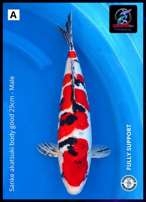 Lelang Koi Online, Jual Beli Ikan Koi, Pusat Jual Beli Koi, Info Lelang Koi Hari Ini, Platform Jual Beli Koi, Jual Beli Ikan Koi Online, Marketplace Ikan Koi, Jual Koi Terbaik, Tempat Beli Koi Berkualitas, Pasar Ikan Koi Online Terpercaya, Penjual Ikan Koi Terpercaya, Beli Koi Hias Online, Ikan Koi untuk Dijual, Koi Kualitas Terbaik, Toko Online Ikan Koi, Koi Hias Untuk Dijual, Jual Beli Ikan Koi Lokal, Koi Indonesia Online, Pusat Jual Beli Koi Terbesar