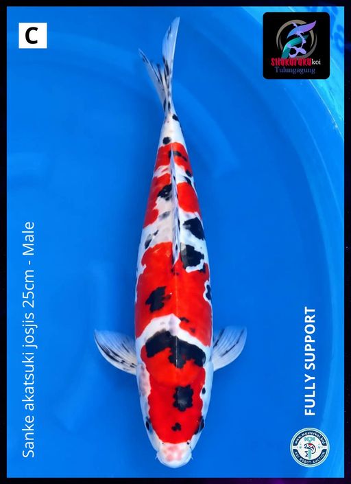 Lelang Koi Online, Jual Beli Ikan Koi, Pusat Jual Beli Koi, Info Lelang Koi Hari Ini, Platform Jual Beli Koi, Jual Beli Ikan Koi Online, Marketplace Ikan Koi, Jual Koi Terbaik, Tempat Beli Koi Berkualitas, Pasar Ikan Koi Online Terpercaya, Penjual Ikan Koi Terpercaya, Beli Koi Hias Online, Ikan Koi untuk Dijual, Koi Kualitas Terbaik, Toko Online Ikan Koi, Koi Hias Untuk Dijual, Jual Beli Ikan Koi Lokal, Koi Indonesia Online, Pusat Jual Beli Koi Terbesar