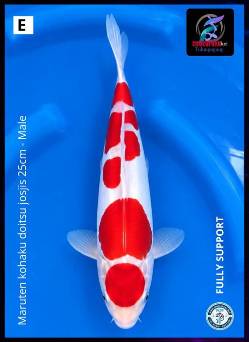 Lelang Koi Online, Jual Beli Ikan Koi, Pusat Jual Beli Koi, Info Lelang Koi Hari Ini, Platform Jual Beli Koi, Jual Beli Ikan Koi Online, Marketplace Ikan Koi, Jual Koi Terbaik, Tempat Beli Koi Berkualitas, Pasar Ikan Koi Online Terpercaya, Penjual Ikan Koi Terpercaya, Beli Koi Hias Online, Ikan Koi untuk Dijual, Koi Kualitas Terbaik, Toko Online Ikan Koi, Koi Hias Untuk Dijual, Jual Beli Ikan Koi Lokal, Koi Indonesia Online, Pusat Jual Beli Koi Terbesar