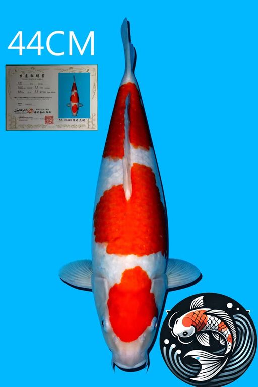 Lelang Koi Online, Jual Beli Ikan Koi, Pusat Jual Beli Koi, Info Lelang Koi Hari Ini, Platform Jual Beli Koi, Jual Beli Ikan Koi Online, Marketplace Ikan Koi, Jual Koi Terbaik, Tempat Beli Koi Berkualitas, Pasar Ikan Koi Online Terpercaya, Penjual Ikan Koi Terpercaya, Beli Koi Hias Online, Ikan Koi untuk Dijual, Koi Kualitas Terbaik, Toko Online Ikan Koi, Koi Hias Untuk Dijual, Jual Beli Ikan Koi Lokal, Koi Indonesia Online, Pusat Jual Beli Koi Terbesar