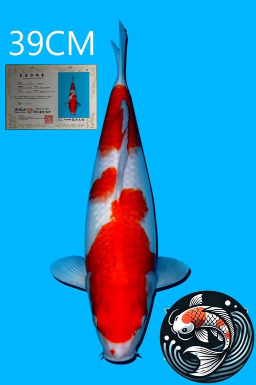 Lelang Koi Online, Jual Beli Ikan Koi, Pusat Jual Beli Koi, Info Lelang Koi Hari Ini, Platform Jual Beli Koi, Jual Beli Ikan Koi Online, Marketplace Ikan Koi, Jual Koi Terbaik, Tempat Beli Koi Berkualitas, Pasar Ikan Koi Online Terpercaya, Penjual Ikan Koi Terpercaya, Beli Koi Hias Online, Ikan Koi untuk Dijual, Koi Kualitas Terbaik, Toko Online Ikan Koi, Koi Hias Untuk Dijual, Jual Beli Ikan Koi Lokal, Koi Indonesia Online, Pusat Jual Beli Koi Terbesar