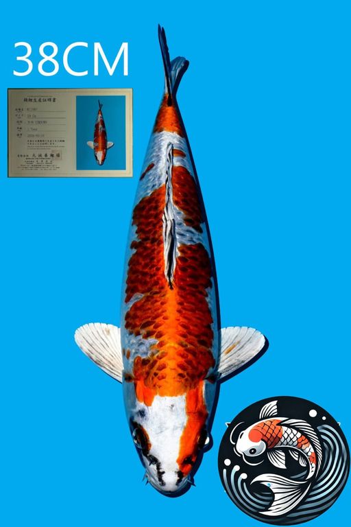 Lelang Koi Online, Jual Beli Ikan Koi, Pusat Jual Beli Koi, Info Lelang Koi Hari Ini, Platform Jual Beli Koi, Jual Beli Ikan Koi Online, Marketplace Ikan Koi, Jual Koi Terbaik, Tempat Beli Koi Berkualitas, Pasar Ikan Koi Online Terpercaya, Penjual Ikan Koi Terpercaya, Beli Koi Hias Online, Ikan Koi untuk Dijual, Koi Kualitas Terbaik, Toko Online Ikan Koi, Koi Hias Untuk Dijual, Jual Beli Ikan Koi Lokal, Koi Indonesia Online, Pusat Jual Beli Koi Terbesar