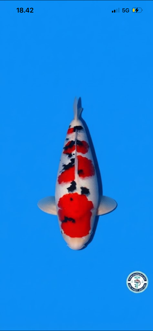 Lelang Koi Online, Jual Beli Ikan Koi, Pusat Jual Beli Koi, Info Lelang Koi Hari Ini, Platform Jual Beli Koi, Jual Beli Ikan Koi Online, Marketplace Ikan Koi, Jual Koi Terbaik, Tempat Beli Koi Berkualitas, Pasar Ikan Koi Online Terpercaya, Penjual Ikan Koi Terpercaya, Beli Koi Hias Online, Ikan Koi untuk Dijual, Koi Kualitas Terbaik, Toko Online Ikan Koi, Koi Hias Untuk Dijual, Jual Beli Ikan Koi Lokal, Koi Indonesia Online, Pusat Jual Beli Koi Terbesar