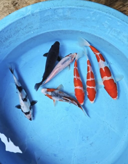 Lelang Koi Online, Jual Beli Ikan Koi, Pusat Jual Beli Koi, Info Lelang Koi Hari Ini, Platform Jual Beli Koi, Jual Beli Ikan Koi Online, Marketplace Ikan Koi, Jual Koi Terbaik, Tempat Beli Koi Berkualitas, Pasar Ikan Koi Online Terpercaya, Penjual Ikan Koi Terpercaya, Beli Koi Hias Online, Ikan Koi untuk Dijual, Koi Kualitas Terbaik, Toko Online Ikan Koi, Koi Hias Untuk Dijual, Jual Beli Ikan Koi Lokal, Koi Indonesia Online, Pusat Jual Beli Koi Terbesar