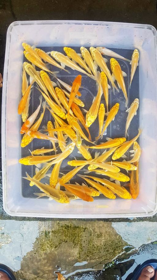 Lelang Koi Online, Jual Beli Ikan Koi, Pusat Jual Beli Koi, Info Lelang Koi Hari Ini, Platform Jual Beli Koi, Jual Beli Ikan Koi Online, Marketplace Ikan Koi, Jual Koi Terbaik, Tempat Beli Koi Berkualitas, Pasar Ikan Koi Online Terpercaya, Penjual Ikan Koi Terpercaya, Beli Koi Hias Online, Ikan Koi untuk Dijual, Koi Kualitas Terbaik, Toko Online Ikan Koi, Koi Hias Untuk Dijual, Jual Beli Ikan Koi Lokal, Koi Indonesia Online, Pusat Jual Beli Koi Terbesar