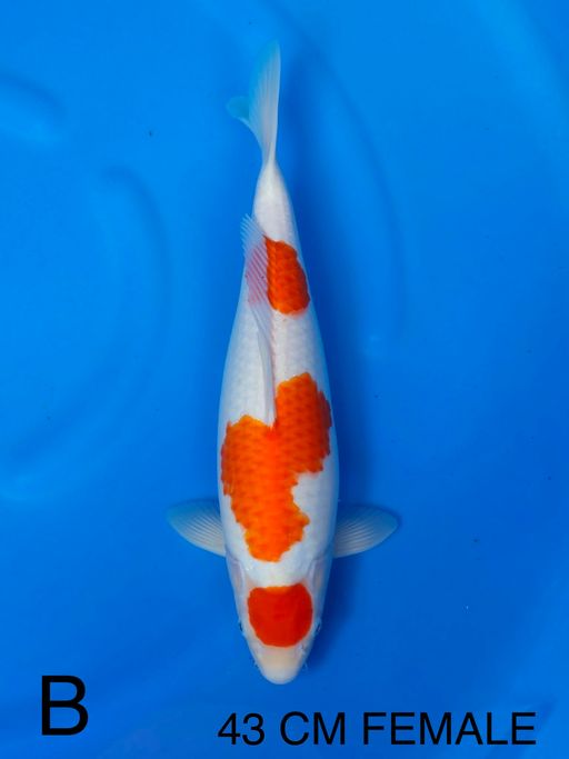 Lelang Koi Online, Jual Beli Ikan Koi, Pusat Jual Beli Koi, Info Lelang Koi Hari Ini, Platform Jual Beli Koi, Jual Beli Ikan Koi Online, Marketplace Ikan Koi, Jual Koi Terbaik, Tempat Beli Koi Berkualitas, Pasar Ikan Koi Online Terpercaya, Penjual Ikan Koi Terpercaya, Beli Koi Hias Online, Ikan Koi untuk Dijual, Koi Kualitas Terbaik, Toko Online Ikan Koi, Koi Hias Untuk Dijual, Jual Beli Ikan Koi Lokal, Koi Indonesia Online, Pusat Jual Beli Koi Terbesar