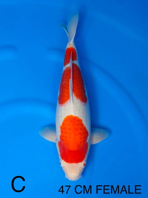 Lelang Koi Online, Jual Beli Ikan Koi, Pusat Jual Beli Koi, Info Lelang Koi Hari Ini, Platform Jual Beli Koi, Jual Beli Ikan Koi Online, Marketplace Ikan Koi, Jual Koi Terbaik, Tempat Beli Koi Berkualitas, Pasar Ikan Koi Online Terpercaya, Penjual Ikan Koi Terpercaya, Beli Koi Hias Online, Ikan Koi untuk Dijual, Koi Kualitas Terbaik, Toko Online Ikan Koi, Koi Hias Untuk Dijual, Jual Beli Ikan Koi Lokal, Koi Indonesia Online, Pusat Jual Beli Koi Terbesar