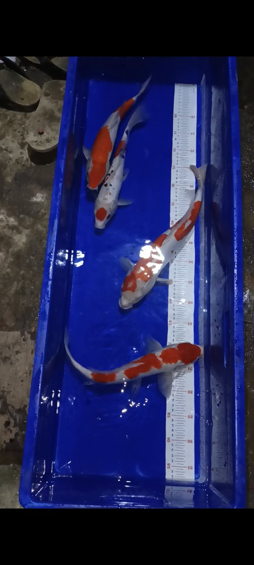 Lelang Koi Online, Jual Beli Ikan Koi, Pusat Jual Beli Koi, Info Lelang Koi Hari Ini, Platform Jual Beli Koi, Jual Beli Ikan Koi Online, Marketplace Ikan Koi, Jual Koi Terbaik, Tempat Beli Koi Berkualitas, Pasar Ikan Koi Online Terpercaya, Penjual Ikan Koi Terpercaya, Beli Koi Hias Online, Ikan Koi untuk Dijual, Koi Kualitas Terbaik, Toko Online Ikan Koi, Koi Hias Untuk Dijual, Jual Beli Ikan Koi Lokal, Koi Indonesia Online, Pusat Jual Beli Koi Terbesar