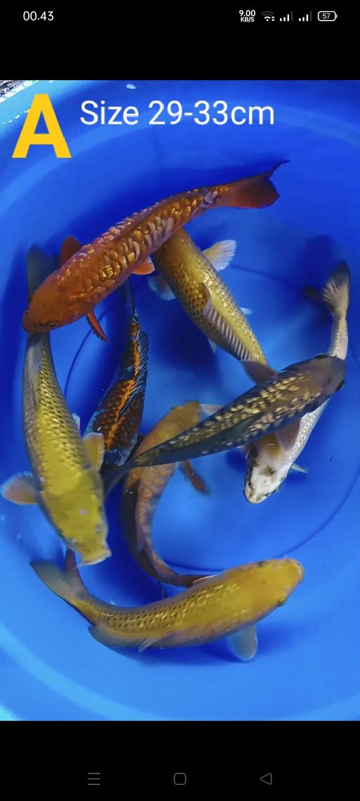 Lelang Koi Online, Jual Beli Ikan Koi, Pusat Jual Beli Koi, Info Lelang Koi Hari Ini, Platform Jual Beli Koi, Jual Beli Ikan Koi Online, Marketplace Ikan Koi, Jual Koi Terbaik, Tempat Beli Koi Berkualitas, Pasar Ikan Koi Online Terpercaya, Penjual Ikan Koi Terpercaya, Beli Koi Hias Online, Ikan Koi untuk Dijual, Koi Kualitas Terbaik, Toko Online Ikan Koi, Koi Hias Untuk Dijual, Jual Beli Ikan Koi Lokal, Koi Indonesia Online, Pusat Jual Beli Koi Terbesar