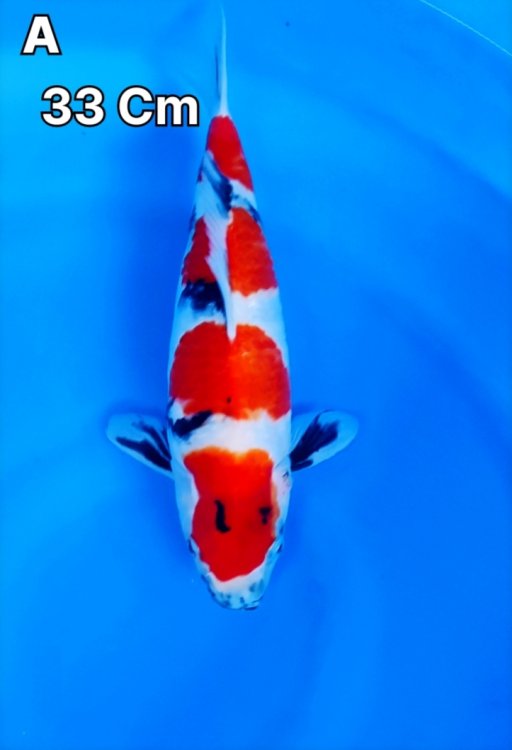 Lelang Koi Online, Jual Beli Ikan Koi, Pusat Jual Beli Koi, Info Lelang Koi Hari Ini, Platform Jual Beli Koi, Jual Beli Ikan Koi Online, Marketplace Ikan Koi, Jual Koi Terbaik, Tempat Beli Koi Berkualitas, Pasar Ikan Koi Online Terpercaya, Penjual Ikan Koi Terpercaya, Beli Koi Hias Online, Ikan Koi untuk Dijual, Koi Kualitas Terbaik, Toko Online Ikan Koi, Koi Hias Untuk Dijual, Jual Beli Ikan Koi Lokal, Koi Indonesia Online, Pusat Jual Beli Koi Terbesar