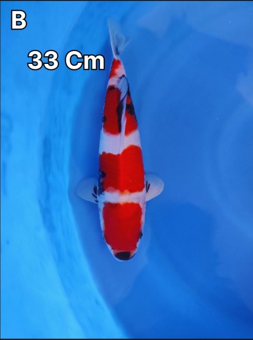 Lelang Koi Online, Jual Beli Ikan Koi, Pusat Jual Beli Koi, Info Lelang Koi Hari Ini, Platform Jual Beli Koi, Jual Beli Ikan Koi Online, Marketplace Ikan Koi, Jual Koi Terbaik, Tempat Beli Koi Berkualitas, Pasar Ikan Koi Online Terpercaya, Penjual Ikan Koi Terpercaya, Beli Koi Hias Online, Ikan Koi untuk Dijual, Koi Kualitas Terbaik, Toko Online Ikan Koi, Koi Hias Untuk Dijual, Jual Beli Ikan Koi Lokal, Koi Indonesia Online, Pusat Jual Beli Koi Terbesar