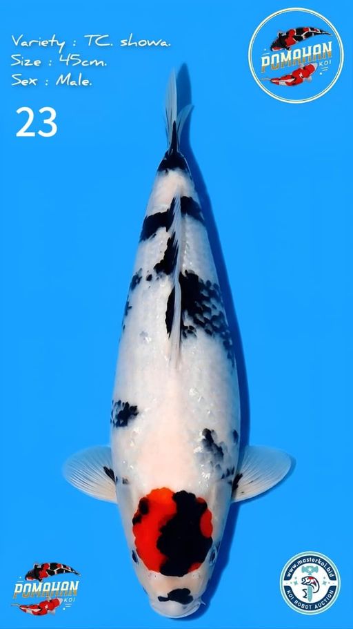 Lelang Koi Online, Jual Beli Ikan Koi, Pusat Jual Beli Koi, Info Lelang Koi Hari Ini, Platform Jual Beli Koi, Jual Beli Ikan Koi Online, Marketplace Ikan Koi, Jual Koi Terbaik, Tempat Beli Koi Berkualitas, Pasar Ikan Koi Online Terpercaya, Penjual Ikan Koi Terpercaya, Beli Koi Hias Online, Ikan Koi untuk Dijual, Koi Kualitas Terbaik, Toko Online Ikan Koi, Koi Hias Untuk Dijual, Jual Beli Ikan Koi Lokal, Koi Indonesia Online, Pusat Jual Beli Koi Terbesar