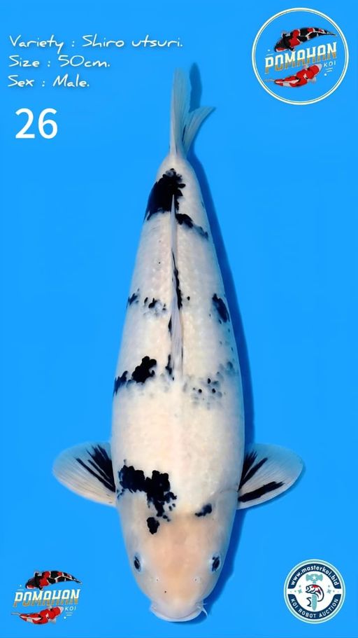 Lelang Koi Online, Jual Beli Ikan Koi, Pusat Jual Beli Koi, Info Lelang Koi Hari Ini, Platform Jual Beli Koi, Jual Beli Ikan Koi Online, Marketplace Ikan Koi, Jual Koi Terbaik, Tempat Beli Koi Berkualitas, Pasar Ikan Koi Online Terpercaya, Penjual Ikan Koi Terpercaya, Beli Koi Hias Online, Ikan Koi untuk Dijual, Koi Kualitas Terbaik, Toko Online Ikan Koi, Koi Hias Untuk Dijual, Jual Beli Ikan Koi Lokal, Koi Indonesia Online, Pusat Jual Beli Koi Terbesar