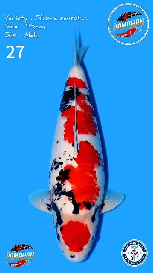 Lelang Koi Online, Jual Beli Ikan Koi, Pusat Jual Beli Koi, Info Lelang Koi Hari Ini, Platform Jual Beli Koi, Jual Beli Ikan Koi Online, Marketplace Ikan Koi, Jual Koi Terbaik, Tempat Beli Koi Berkualitas, Pasar Ikan Koi Online Terpercaya, Penjual Ikan Koi Terpercaya, Beli Koi Hias Online, Ikan Koi untuk Dijual, Koi Kualitas Terbaik, Toko Online Ikan Koi, Koi Hias Untuk Dijual, Jual Beli Ikan Koi Lokal, Koi Indonesia Online, Pusat Jual Beli Koi Terbesar