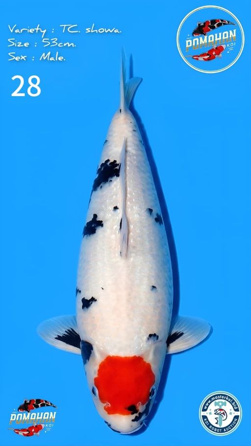 Lelang Koi Online, Jual Beli Ikan Koi, Pusat Jual Beli Koi, Info Lelang Koi Hari Ini, Platform Jual Beli Koi, Jual Beli Ikan Koi Online, Marketplace Ikan Koi, Jual Koi Terbaik, Tempat Beli Koi Berkualitas, Pasar Ikan Koi Online Terpercaya, Penjual Ikan Koi Terpercaya, Beli Koi Hias Online, Ikan Koi untuk Dijual, Koi Kualitas Terbaik, Toko Online Ikan Koi, Koi Hias Untuk Dijual, Jual Beli Ikan Koi Lokal, Koi Indonesia Online, Pusat Jual Beli Koi Terbesar