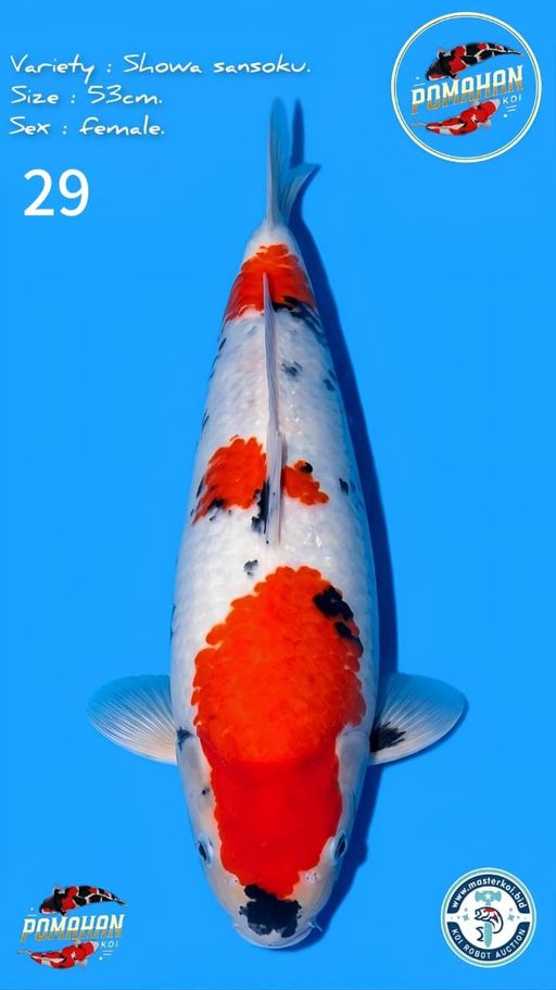 Lelang Koi Online, Jual Beli Ikan Koi, Pusat Jual Beli Koi, Info Lelang Koi Hari Ini, Platform Jual Beli Koi, Jual Beli Ikan Koi Online, Marketplace Ikan Koi, Jual Koi Terbaik, Tempat Beli Koi Berkualitas, Pasar Ikan Koi Online Terpercaya, Penjual Ikan Koi Terpercaya, Beli Koi Hias Online, Ikan Koi untuk Dijual, Koi Kualitas Terbaik, Toko Online Ikan Koi, Koi Hias Untuk Dijual, Jual Beli Ikan Koi Lokal, Koi Indonesia Online, Pusat Jual Beli Koi Terbesar