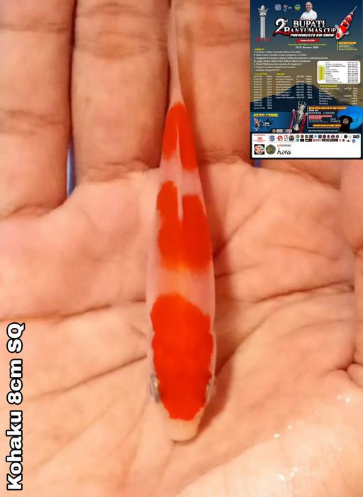 Lelang Koi Online, Jual Beli Ikan Koi, Pusat Jual Beli Koi, Info Lelang Koi Hari Ini, Platform Jual Beli Koi, Jual Beli Ikan Koi Online, Marketplace Ikan Koi, Jual Koi Terbaik, Tempat Beli Koi Berkualitas, Pasar Ikan Koi Online Terpercaya, Penjual Ikan Koi Terpercaya, Beli Koi Hias Online, Ikan Koi untuk Dijual, Koi Kualitas Terbaik, Toko Online Ikan Koi, Koi Hias Untuk Dijual, Jual Beli Ikan Koi Lokal, Koi Indonesia Online, Pusat Jual Beli Koi Terbesar