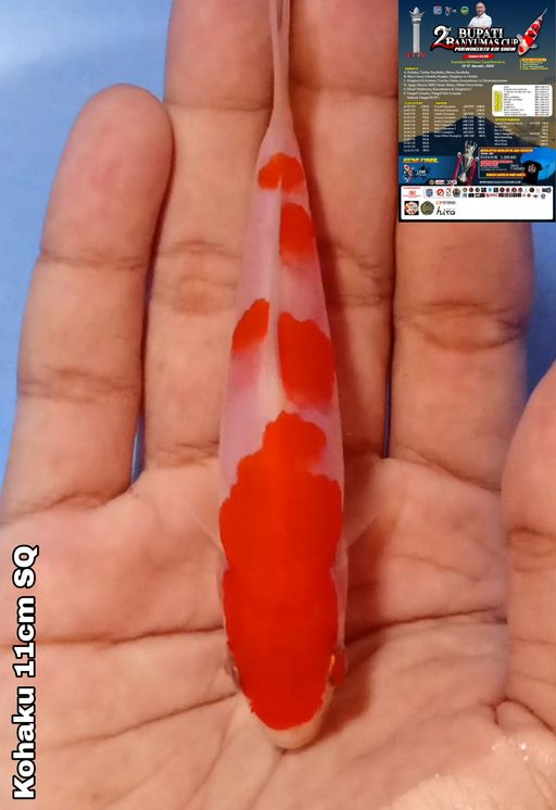 Lelang Koi Online, Jual Beli Ikan Koi, Pusat Jual Beli Koi, Info Lelang Koi Hari Ini, Platform Jual Beli Koi, Jual Beli Ikan Koi Online, Marketplace Ikan Koi, Jual Koi Terbaik, Tempat Beli Koi Berkualitas, Pasar Ikan Koi Online Terpercaya, Penjual Ikan Koi Terpercaya, Beli Koi Hias Online, Ikan Koi untuk Dijual, Koi Kualitas Terbaik, Toko Online Ikan Koi, Koi Hias Untuk Dijual, Jual Beli Ikan Koi Lokal, Koi Indonesia Online, Pusat Jual Beli Koi Terbesar