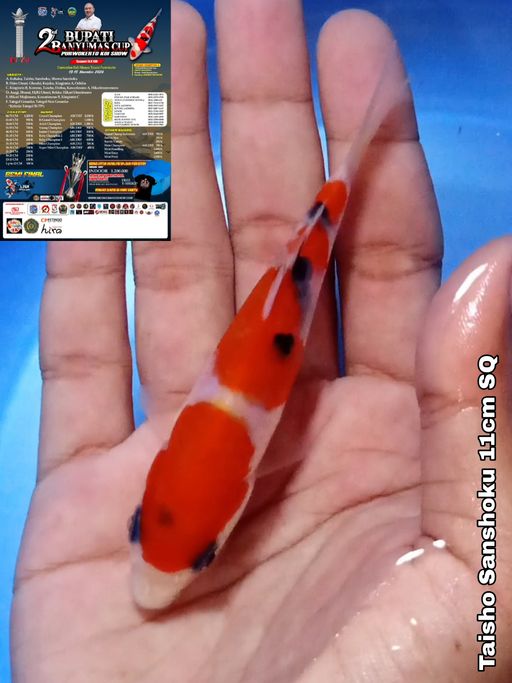 Lelang Koi Online, Jual Beli Ikan Koi, Pusat Jual Beli Koi, Info Lelang Koi Hari Ini, Platform Jual Beli Koi, Jual Beli Ikan Koi Online, Marketplace Ikan Koi, Jual Koi Terbaik, Tempat Beli Koi Berkualitas, Pasar Ikan Koi Online Terpercaya, Penjual Ikan Koi Terpercaya, Beli Koi Hias Online, Ikan Koi untuk Dijual, Koi Kualitas Terbaik, Toko Online Ikan Koi, Koi Hias Untuk Dijual, Jual Beli Ikan Koi Lokal, Koi Indonesia Online, Pusat Jual Beli Koi Terbesar
