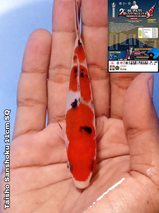 Lelang Koi Online, Jual Beli Ikan Koi, Pusat Jual Beli Koi, Info Lelang Koi Hari Ini, Platform Jual Beli Koi, Jual Beli Ikan Koi Online, Marketplace Ikan Koi, Jual Koi Terbaik, Tempat Beli Koi Berkualitas, Pasar Ikan Koi Online Terpercaya, Penjual Ikan Koi Terpercaya, Beli Koi Hias Online, Ikan Koi untuk Dijual, Koi Kualitas Terbaik, Toko Online Ikan Koi, Koi Hias Untuk Dijual, Jual Beli Ikan Koi Lokal, Koi Indonesia Online, Pusat Jual Beli Koi Terbesar