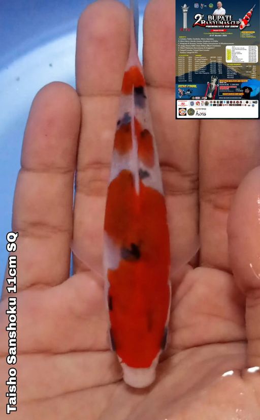 Lelang Koi Online, Jual Beli Ikan Koi, Pusat Jual Beli Koi, Info Lelang Koi Hari Ini, Platform Jual Beli Koi, Jual Beli Ikan Koi Online, Marketplace Ikan Koi, Jual Koi Terbaik, Tempat Beli Koi Berkualitas, Pasar Ikan Koi Online Terpercaya, Penjual Ikan Koi Terpercaya, Beli Koi Hias Online, Ikan Koi untuk Dijual, Koi Kualitas Terbaik, Toko Online Ikan Koi, Koi Hias Untuk Dijual, Jual Beli Ikan Koi Lokal, Koi Indonesia Online, Pusat Jual Beli Koi Terbesar