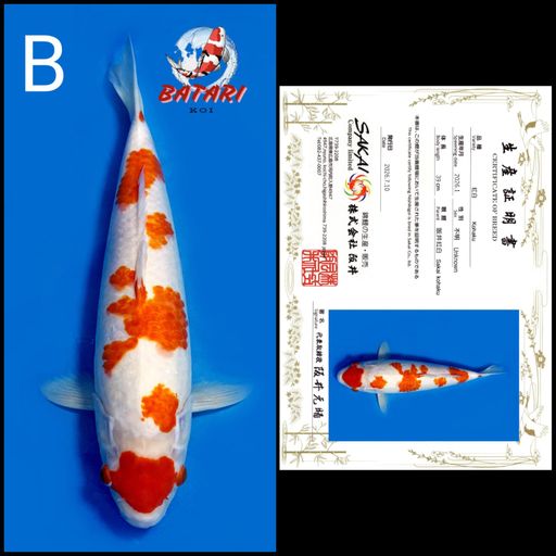 Lelang Koi Online, Jual Beli Ikan Koi, Pusat Jual Beli Koi, Info Lelang Koi Hari Ini, Platform Jual Beli Koi, Jual Beli Ikan Koi Online, Marketplace Ikan Koi, Jual Koi Terbaik, Tempat Beli Koi Berkualitas, Pasar Ikan Koi Online Terpercaya, Penjual Ikan Koi Terpercaya, Beli Koi Hias Online, Ikan Koi untuk Dijual, Koi Kualitas Terbaik, Toko Online Ikan Koi, Koi Hias Untuk Dijual, Jual Beli Ikan Koi Lokal, Koi Indonesia Online, Pusat Jual Beli Koi Terbesar