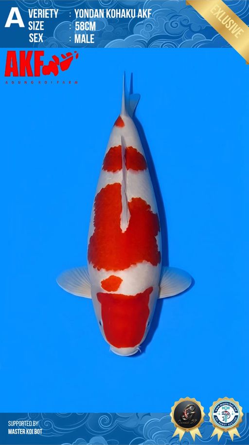 Lelang Koi Online, Jual Beli Ikan Koi, Pusat Jual Beli Koi, Info Lelang Koi Hari Ini, Platform Jual Beli Koi, Jual Beli Ikan Koi Online, Marketplace Ikan Koi, Jual Koi Terbaik, Tempat Beli Koi Berkualitas, Pasar Ikan Koi Online Terpercaya, Penjual Ikan Koi Terpercaya, Beli Koi Hias Online, Ikan Koi untuk Dijual, Koi Kualitas Terbaik, Toko Online Ikan Koi, Koi Hias Untuk Dijual, Jual Beli Ikan Koi Lokal, Koi Indonesia Online, Pusat Jual Beli Koi Terbesar