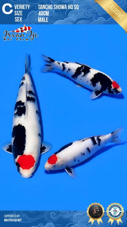 Lelang Koi Online, Jual Beli Ikan Koi, Pusat Jual Beli Koi, Info Lelang Koi Hari Ini, Platform Jual Beli Koi, Jual Beli Ikan Koi Online, Marketplace Ikan Koi, Jual Koi Terbaik, Tempat Beli Koi Berkualitas, Pasar Ikan Koi Online Terpercaya, Penjual Ikan Koi Terpercaya, Beli Koi Hias Online, Ikan Koi untuk Dijual, Koi Kualitas Terbaik, Toko Online Ikan Koi, Koi Hias Untuk Dijual, Jual Beli Ikan Koi Lokal, Koi Indonesia Online, Pusat Jual Beli Koi Terbesar