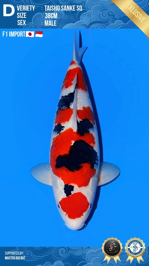 Lelang Koi Online, Jual Beli Ikan Koi, Pusat Jual Beli Koi, Info Lelang Koi Hari Ini, Platform Jual Beli Koi, Jual Beli Ikan Koi Online, Marketplace Ikan Koi, Jual Koi Terbaik, Tempat Beli Koi Berkualitas, Pasar Ikan Koi Online Terpercaya, Penjual Ikan Koi Terpercaya, Beli Koi Hias Online, Ikan Koi untuk Dijual, Koi Kualitas Terbaik, Toko Online Ikan Koi, Koi Hias Untuk Dijual, Jual Beli Ikan Koi Lokal, Koi Indonesia Online, Pusat Jual Beli Koi Terbesar