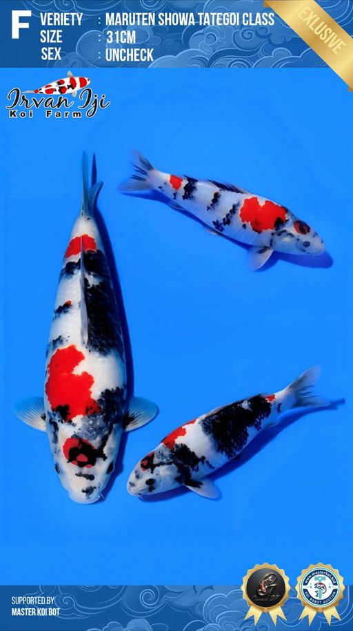 Lelang Koi Online, Jual Beli Ikan Koi, Pusat Jual Beli Koi, Info Lelang Koi Hari Ini, Platform Jual Beli Koi, Jual Beli Ikan Koi Online, Marketplace Ikan Koi, Jual Koi Terbaik, Tempat Beli Koi Berkualitas, Pasar Ikan Koi Online Terpercaya, Penjual Ikan Koi Terpercaya, Beli Koi Hias Online, Ikan Koi untuk Dijual, Koi Kualitas Terbaik, Toko Online Ikan Koi, Koi Hias Untuk Dijual, Jual Beli Ikan Koi Lokal, Koi Indonesia Online, Pusat Jual Beli Koi Terbesar