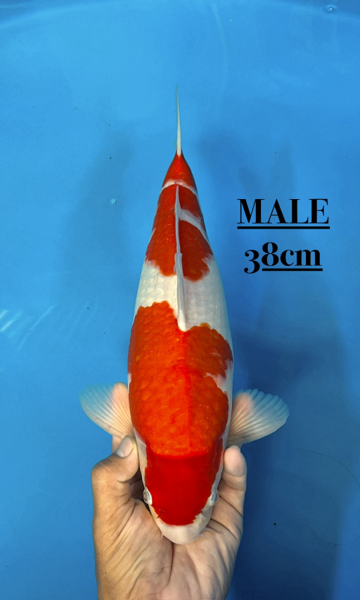 Lelang Koi Online, Jual Beli Ikan Koi, Pusat Jual Beli Koi, Info Lelang Koi Hari Ini, Platform Jual Beli Koi, Jual Beli Ikan Koi Online, Marketplace Ikan Koi, Jual Koi Terbaik, Tempat Beli Koi Berkualitas, Pasar Ikan Koi Online Terpercaya, Penjual Ikan Koi Terpercaya, Beli Koi Hias Online, Ikan Koi untuk Dijual, Koi Kualitas Terbaik, Toko Online Ikan Koi, Koi Hias Untuk Dijual, Jual Beli Ikan Koi Lokal, Koi Indonesia Online, Pusat Jual Beli Koi Terbesar
