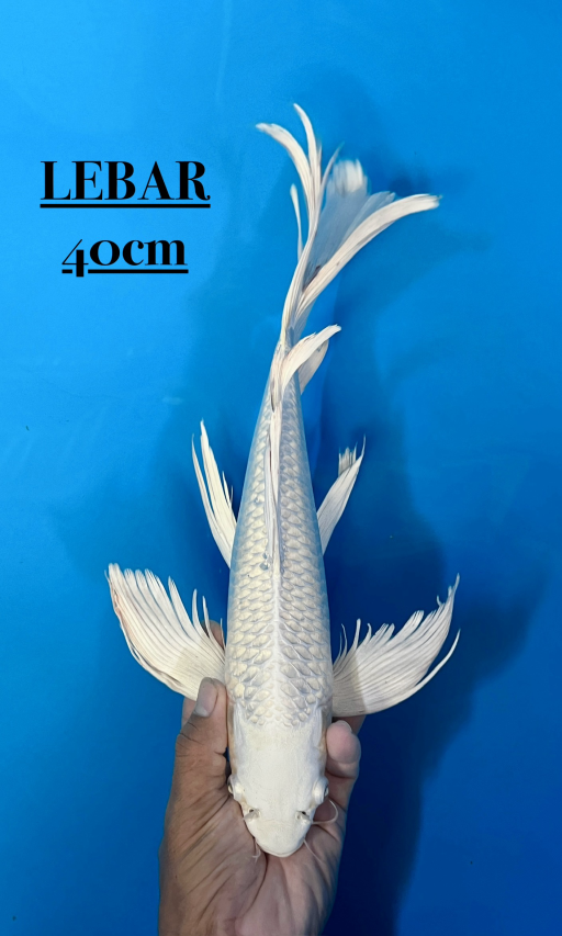Lelang Koi Online, Jual Beli Ikan Koi, Pusat Jual Beli Koi, Info Lelang Koi Hari Ini, Platform Jual Beli Koi, Jual Beli Ikan Koi Online, Marketplace Ikan Koi, Jual Koi Terbaik, Tempat Beli Koi Berkualitas, Pasar Ikan Koi Online Terpercaya, Penjual Ikan Koi Terpercaya, Beli Koi Hias Online, Ikan Koi untuk Dijual, Koi Kualitas Terbaik, Toko Online Ikan Koi, Koi Hias Untuk Dijual, Jual Beli Ikan Koi Lokal, Koi Indonesia Online, Pusat Jual Beli Koi Terbesar