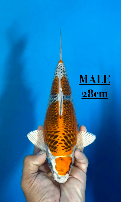 Lelang Koi Online, Jual Beli Ikan Koi, Pusat Jual Beli Koi, Info Lelang Koi Hari Ini, Platform Jual Beli Koi, Jual Beli Ikan Koi Online, Marketplace Ikan Koi, Jual Koi Terbaik, Tempat Beli Koi Berkualitas, Pasar Ikan Koi Online Terpercaya, Penjual Ikan Koi Terpercaya, Beli Koi Hias Online, Ikan Koi untuk Dijual, Koi Kualitas Terbaik, Toko Online Ikan Koi, Koi Hias Untuk Dijual, Jual Beli Ikan Koi Lokal, Koi Indonesia Online, Pusat Jual Beli Koi Terbesar