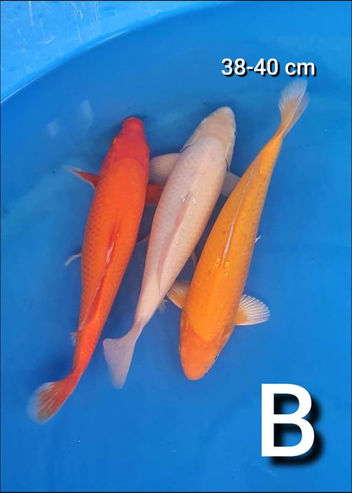 Lelang Koi Online, Jual Beli Ikan Koi, Pusat Jual Beli Koi, Info Lelang Koi Hari Ini, Platform Jual Beli Koi, Jual Beli Ikan Koi Online, Marketplace Ikan Koi, Jual Koi Terbaik, Tempat Beli Koi Berkualitas, Pasar Ikan Koi Online Terpercaya, Penjual Ikan Koi Terpercaya, Beli Koi Hias Online, Ikan Koi untuk Dijual, Koi Kualitas Terbaik, Toko Online Ikan Koi, Koi Hias Untuk Dijual, Jual Beli Ikan Koi Lokal, Koi Indonesia Online, Pusat Jual Beli Koi Terbesar