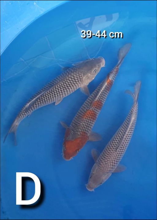 Lelang Koi Online, Jual Beli Ikan Koi, Pusat Jual Beli Koi, Info Lelang Koi Hari Ini, Platform Jual Beli Koi, Jual Beli Ikan Koi Online, Marketplace Ikan Koi, Jual Koi Terbaik, Tempat Beli Koi Berkualitas, Pasar Ikan Koi Online Terpercaya, Penjual Ikan Koi Terpercaya, Beli Koi Hias Online, Ikan Koi untuk Dijual, Koi Kualitas Terbaik, Toko Online Ikan Koi, Koi Hias Untuk Dijual, Jual Beli Ikan Koi Lokal, Koi Indonesia Online, Pusat Jual Beli Koi Terbesar