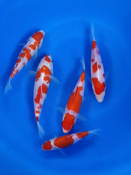 Lelang Koi Online, Jual Beli Ikan Koi, Pusat Jual Beli Koi, Info Lelang Koi Hari Ini, Platform Jual Beli Koi, Jual Beli Ikan Koi Online, Marketplace Ikan Koi, Jual Koi Terbaik, Tempat Beli Koi Berkualitas, Pasar Ikan Koi Online Terpercaya, Penjual Ikan Koi Terpercaya, Beli Koi Hias Online, Ikan Koi untuk Dijual, Koi Kualitas Terbaik, Toko Online Ikan Koi, Koi Hias Untuk Dijual, Jual Beli Ikan Koi Lokal, Koi Indonesia Online, Pusat Jual Beli Koi Terbesar