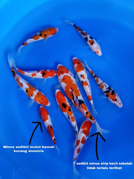 Lelang Koi Online, Jual Beli Ikan Koi, Pusat Jual Beli Koi, Info Lelang Koi Hari Ini, Platform Jual Beli Koi, Jual Beli Ikan Koi Online, Marketplace Ikan Koi, Jual Koi Terbaik, Tempat Beli Koi Berkualitas, Pasar Ikan Koi Online Terpercaya, Penjual Ikan Koi Terpercaya, Beli Koi Hias Online, Ikan Koi untuk Dijual, Koi Kualitas Terbaik, Toko Online Ikan Koi, Koi Hias Untuk Dijual, Jual Beli Ikan Koi Lokal, Koi Indonesia Online, Pusat Jual Beli Koi Terbesar