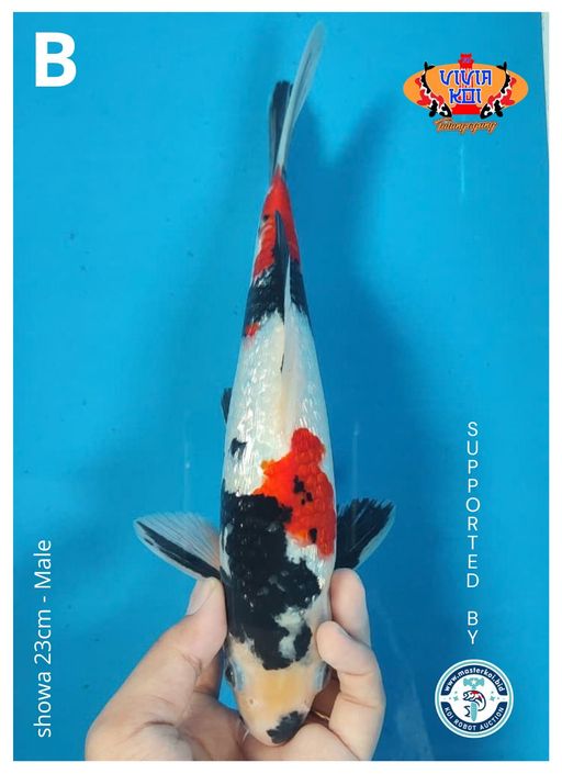 Lelang Koi Online, Jual Beli Ikan Koi, Pusat Jual Beli Koi, Info Lelang Koi Hari Ini, Platform Jual Beli Koi, Jual Beli Ikan Koi Online, Marketplace Ikan Koi, Jual Koi Terbaik, Tempat Beli Koi Berkualitas, Pasar Ikan Koi Online Terpercaya, Penjual Ikan Koi Terpercaya, Beli Koi Hias Online, Ikan Koi untuk Dijual, Koi Kualitas Terbaik, Toko Online Ikan Koi, Koi Hias Untuk Dijual, Jual Beli Ikan Koi Lokal, Koi Indonesia Online, Pusat Jual Beli Koi Terbesar