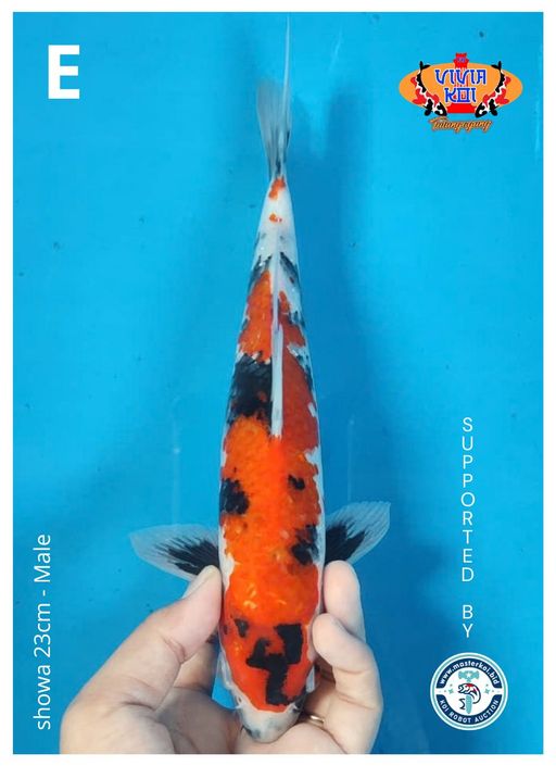 Lelang Koi Online, Jual Beli Ikan Koi, Pusat Jual Beli Koi, Info Lelang Koi Hari Ini, Platform Jual Beli Koi, Jual Beli Ikan Koi Online, Marketplace Ikan Koi, Jual Koi Terbaik, Tempat Beli Koi Berkualitas, Pasar Ikan Koi Online Terpercaya, Penjual Ikan Koi Terpercaya, Beli Koi Hias Online, Ikan Koi untuk Dijual, Koi Kualitas Terbaik, Toko Online Ikan Koi, Koi Hias Untuk Dijual, Jual Beli Ikan Koi Lokal, Koi Indonesia Online, Pusat Jual Beli Koi Terbesar