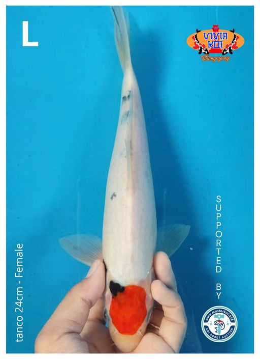 Lelang Koi Online, Jual Beli Ikan Koi, Pusat Jual Beli Koi, Info Lelang Koi Hari Ini, Platform Jual Beli Koi, Jual Beli Ikan Koi Online, Marketplace Ikan Koi, Jual Koi Terbaik, Tempat Beli Koi Berkualitas, Pasar Ikan Koi Online Terpercaya, Penjual Ikan Koi Terpercaya, Beli Koi Hias Online, Ikan Koi untuk Dijual, Koi Kualitas Terbaik, Toko Online Ikan Koi, Koi Hias Untuk Dijual, Jual Beli Ikan Koi Lokal, Koi Indonesia Online, Pusat Jual Beli Koi Terbesar