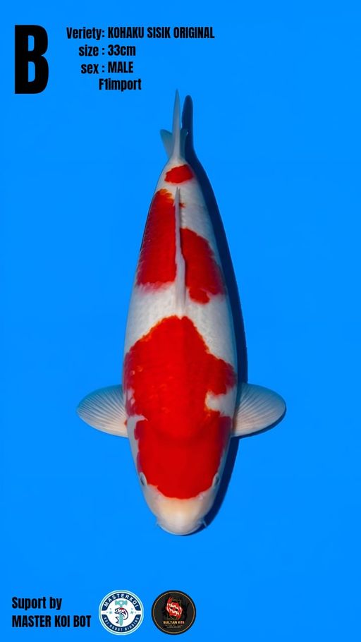 Lelang Koi Online, Jual Beli Ikan Koi, Pusat Jual Beli Koi, Info Lelang Koi Hari Ini, Platform Jual Beli Koi, Jual Beli Ikan Koi Online, Marketplace Ikan Koi, Jual Koi Terbaik, Tempat Beli Koi Berkualitas, Pasar Ikan Koi Online Terpercaya, Penjual Ikan Koi Terpercaya, Beli Koi Hias Online, Ikan Koi untuk Dijual, Koi Kualitas Terbaik, Toko Online Ikan Koi, Koi Hias Untuk Dijual, Jual Beli Ikan Koi Lokal, Koi Indonesia Online, Pusat Jual Beli Koi Terbesar