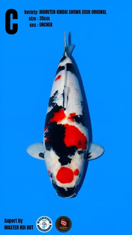 Lelang Koi Online, Jual Beli Ikan Koi, Pusat Jual Beli Koi, Info Lelang Koi Hari Ini, Platform Jual Beli Koi, Jual Beli Ikan Koi Online, Marketplace Ikan Koi, Jual Koi Terbaik, Tempat Beli Koi Berkualitas, Pasar Ikan Koi Online Terpercaya, Penjual Ikan Koi Terpercaya, Beli Koi Hias Online, Ikan Koi untuk Dijual, Koi Kualitas Terbaik, Toko Online Ikan Koi, Koi Hias Untuk Dijual, Jual Beli Ikan Koi Lokal, Koi Indonesia Online, Pusat Jual Beli Koi Terbesar